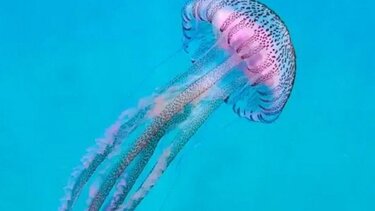 Μωβ μέδουσες: Ποιοι κινδυνεύουν περισσότερο σε περίπτωση τσιμπήματος