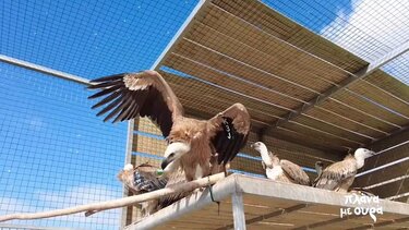 Η κλιματική αλλαγή απειλεί τους Κρητικούς γύπες