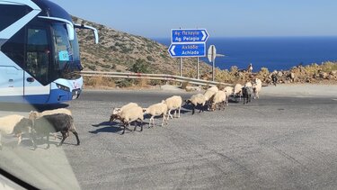 Το κοπάδι βγήκε στο ΒΟΑΚ! Έκλεισε ο δρόμος!