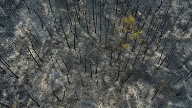 Ανυπολόγιστη καταστροφή στο δάσος της Δαδιάς - Καίει για 6η μέρα η φωτιά