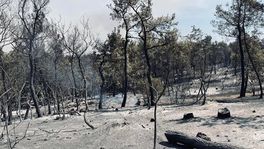 Βαθιές οι οικολογικές πληγές στο δάσος της Δαδιάς