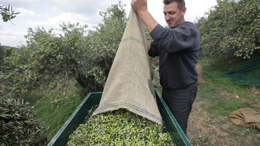 Ελληνικό ελαιόλαδο: Εξάγεται χύμα στην Ιταλία και πωλείται ακόμη σε τενεκέ!