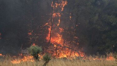 Πολύ υψηλός κίνδυνος πυρκαγιάς αύριο για 3 περιφέρειες της χώρας