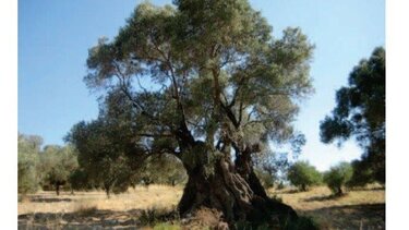 Ενημερωτική εκδήλωση από το ΕΛΜΕΠΑ για τον παραδοσιακό κρητικό ελαιώνα