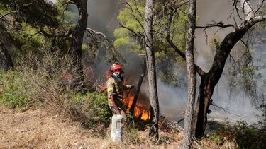 Φωτιά στα Μέγαρα: Αναζωπύρωση στα ήδη καμένα εδάφη