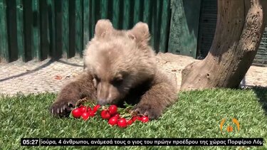 Viral το βίντεο με τον Θωμά το αρκουδάκι να τρώει κεράσια