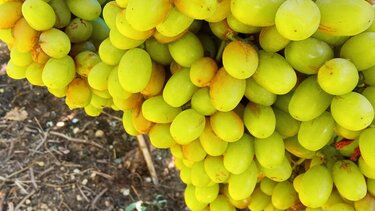 Μέρα με τη μέρα αποκαλύπτεται το μέγεθος της καταστροφής στα αμπέλια