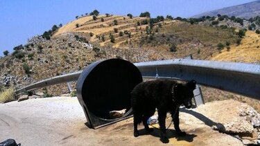 Βρήκαν αλυσοδεμένο σκύλο σε ερημική περιοχή - Συνελήφθη ο ιδιοκτήτης του