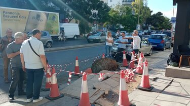 Φονικό πεύκο: Σε εξέλιξη η έρευνα των εμπειρογνωμόνων 