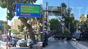 "Τα πεύκα πέφτουν όρθια και ξαφνικά... αυτό φώναζε από καιρό"