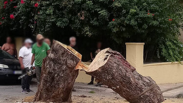 Κόψανε το δέντρο χωρίς λόγο και αιτία!