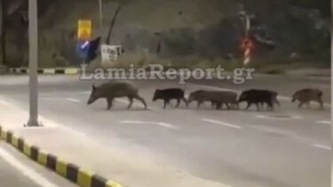 14μελής οικογένεια αγριογούρουνων έκανε βόλτα στην πόλη