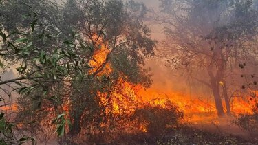 Κέρκυρα: Εμπρησμός η φωτιά στη Λευκίμμη σύμφωνα με την Π.Υ.