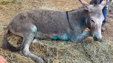 Ταυτότητα για όλα τα ιπποειδή μετά το απάνθρωπο περιστατικό με το γαϊδουράκι