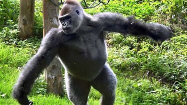 ΗΠΑ: «Επίδειξη δύναμης» γορίλα σε επισκέπτρια ζωολογικού κήπου