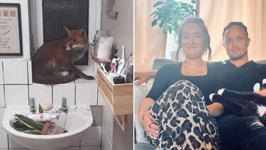 Ξύπνησαν και είδαν… μια αλεπού να τους κοιτάει!