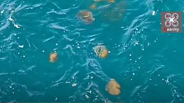 «Στρατιά» από μέδουσες διασχίζει τα «τρελά νερά» της Χαλκίδας