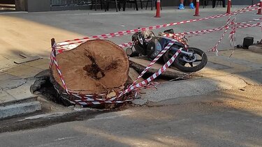 Γραμματέας Δήμου Ηρακλείου: "Το δέντρο δεν εμφάνιζε νοσηρότητα" 