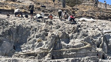 Στη δυτική Λέσβο δεν υπάρχει μόνο 1 απολιθωμένο δάσος αλλά 4!