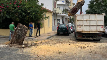 "Παρελθόν" το μεγάλο πεύκο - Δείτε φωτογραφίες