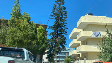 Επικίνδυνο δέντρο δίπλα σε δημοτικό σχολείο 