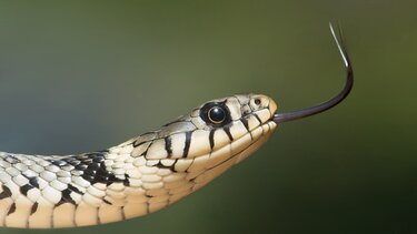 Στιγμές τρόμου στη Λάρισα: Φίδι ξεπρόβαλλε από το σιφόνι της μπανιέρας