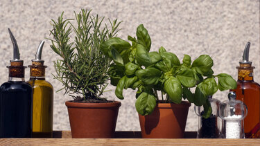 Πώς να φροντίσεις τα βότανα στις γλάστρες σου για να κρατήσουν όλο το χειμώνα