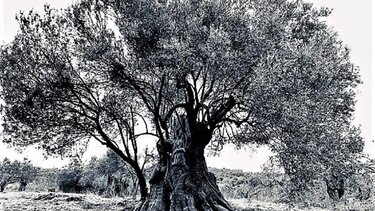 Η «Μαυροελιά» του Αρτεμισίου με ηλικία άνω των 2500 ετών