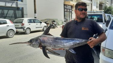 Ένας ξιφίας στο... παζάρι των Μοιρών!