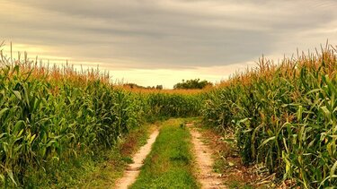 Λήγει στις 30 Απριλίου η προθεσμία δήλωσης του καθαρισμού οικοπέδων