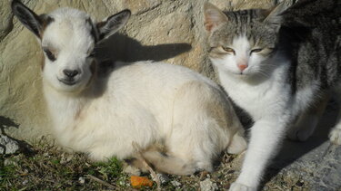 Ο Πρόεδρος της ΠΕΔ Κρήτης για την Παγκόσμια Ημέρα των Ζώων