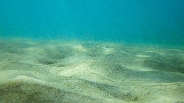  Βουλγαρία: Γέμισαν χτένια οι ακτές στη Μαύρη Θάλασσα μετά από 5.000 χρόνια!