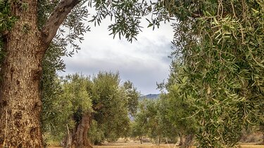 Έκοψαν ξένες ελιές, πήραν και τα ξύλα!