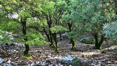 Στο Αζιλακόδασος ο Πεζοπορικός Όμιλος Ηρακλείου