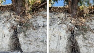 Ετοιμόρροπα δέντρα παντού...