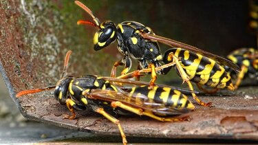 Τι λένε οι επιστήμονες για τις σφήκες και την πληθυσμιακή τους έξαρση στην Κρήτη