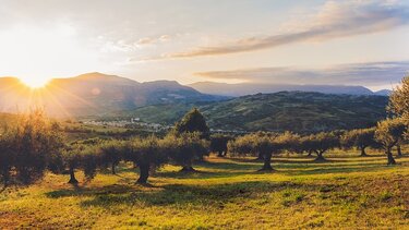 Ψήφος εμπιστοσύνης στα επώνυμα ελαιόλαδα