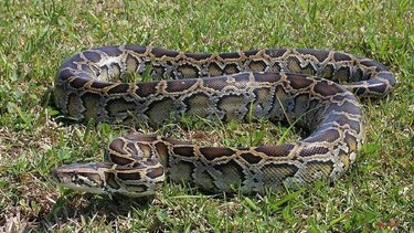 Αυστραλία: Πεντάχρονο αγοράκι επέζησε της επίθεσης πύθωνα