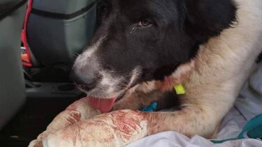 Συνελήφθη γιατί έσερνε δεμένο σκυλάκι με το αυτοκίνητό του!