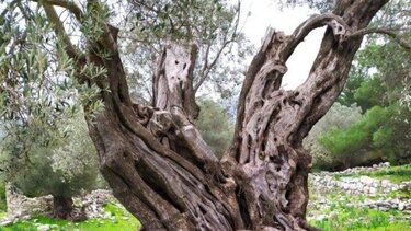 Χαρτογράφηση των υπεραιωνόβιων δέντρων στα νησιά της Δωδεκανήσου