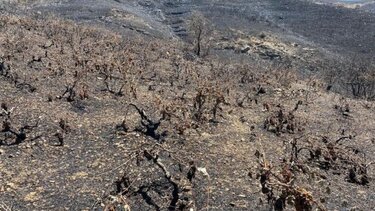 Η κυβερνητική εγκατάλειψη εμπόδιο για το όραμα ανάδειξης των αμπελώνων στις Μέλαμπες