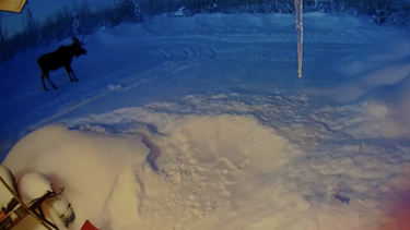 Τάρανδος ρίχνει τα κέρατά του έξω από σπίτι, τρομάζει και γίνεται viral