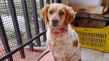 Χάθηκε σκυλάκι στην περιοχή των Μετεώρων - Μπορείτε να βοηθήσετε;