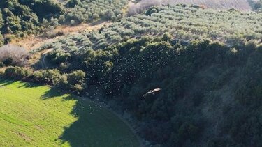 Γεράκι επιτίθεται σε σμήνος πουλιών - Εντυπωσιακό βίντεο