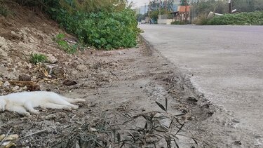 Φόλες, ξανά, έσπειραν το θάνατο...