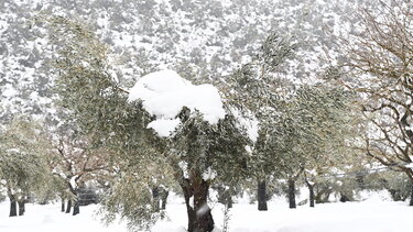 Στους -11 η ελάχιστη θερμοκρασία το πρωί της Τετάρτης