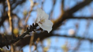 Μια κουταλιά γλυκό βύσσινο να καλωσορίσουμε τον Φλεβάρη!