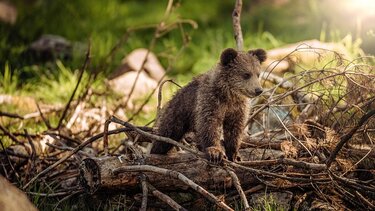 Τι αποκαλύπτει η ανάλυση DNA για τον πληθυσμό της καφέ αρκούδας σε Πίνδο, Σπέτσες και Ροδόπη 