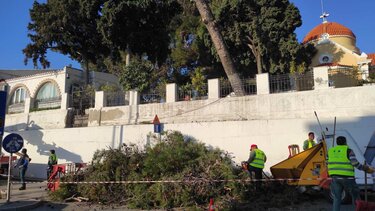 Δεν κόβονται αλλά... κλαδεύονται - για την ώρα - τα δέντρα στον Άγιο Κωνσταντίνο 