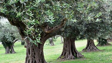 Μάζευε τις ελιές από ξένα χωράφια - Είχε στήσει επιχείρηση!